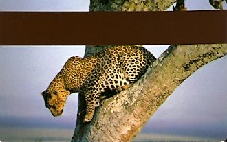 Hotel Keycard Inter-Continental Nairobi Kenya Back