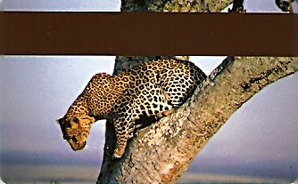 Hotel Keycard Inter-Continental Nairobi Kenya Back