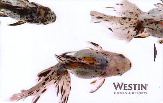 Hotel Keycard Westin Generic Front